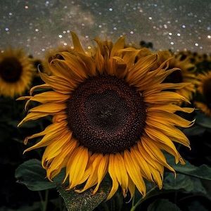 Meet your Posher, Stefanie